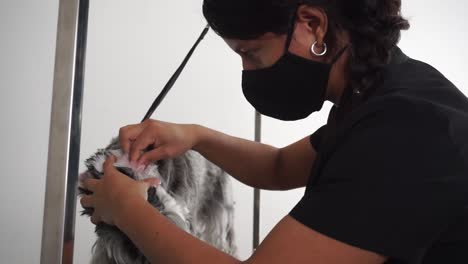 hispanic dog groomer picks lice from miniature schnauzer's fur