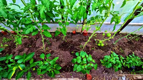 tomatoes are still green, fruit video