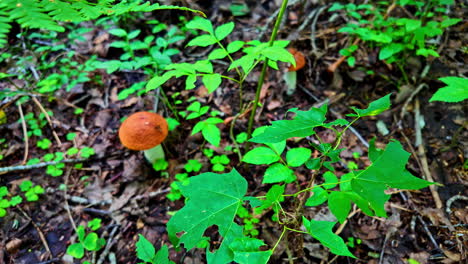 view of wild mushrooms growing in soils of a rainforest during monsoon