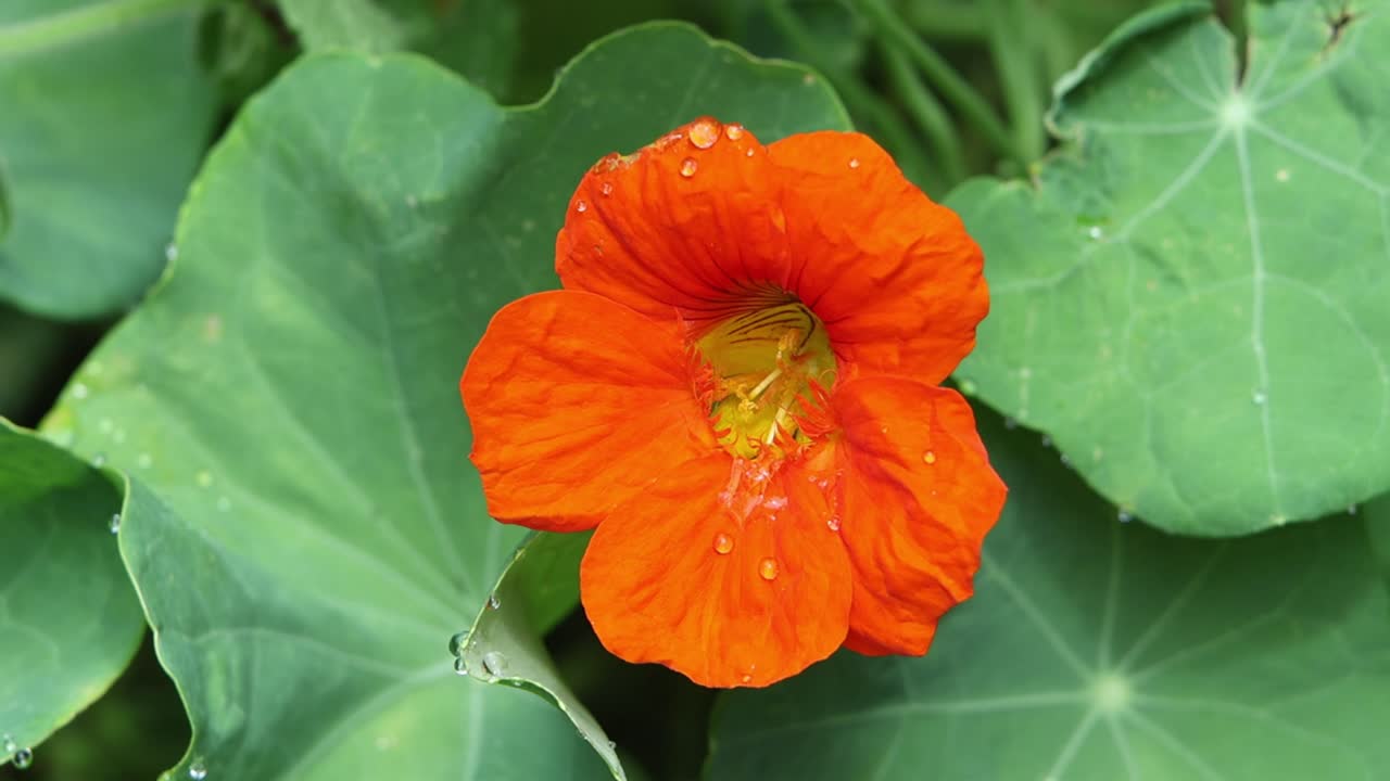 Closeup of a Nasturtium flower in mid Summer. UK