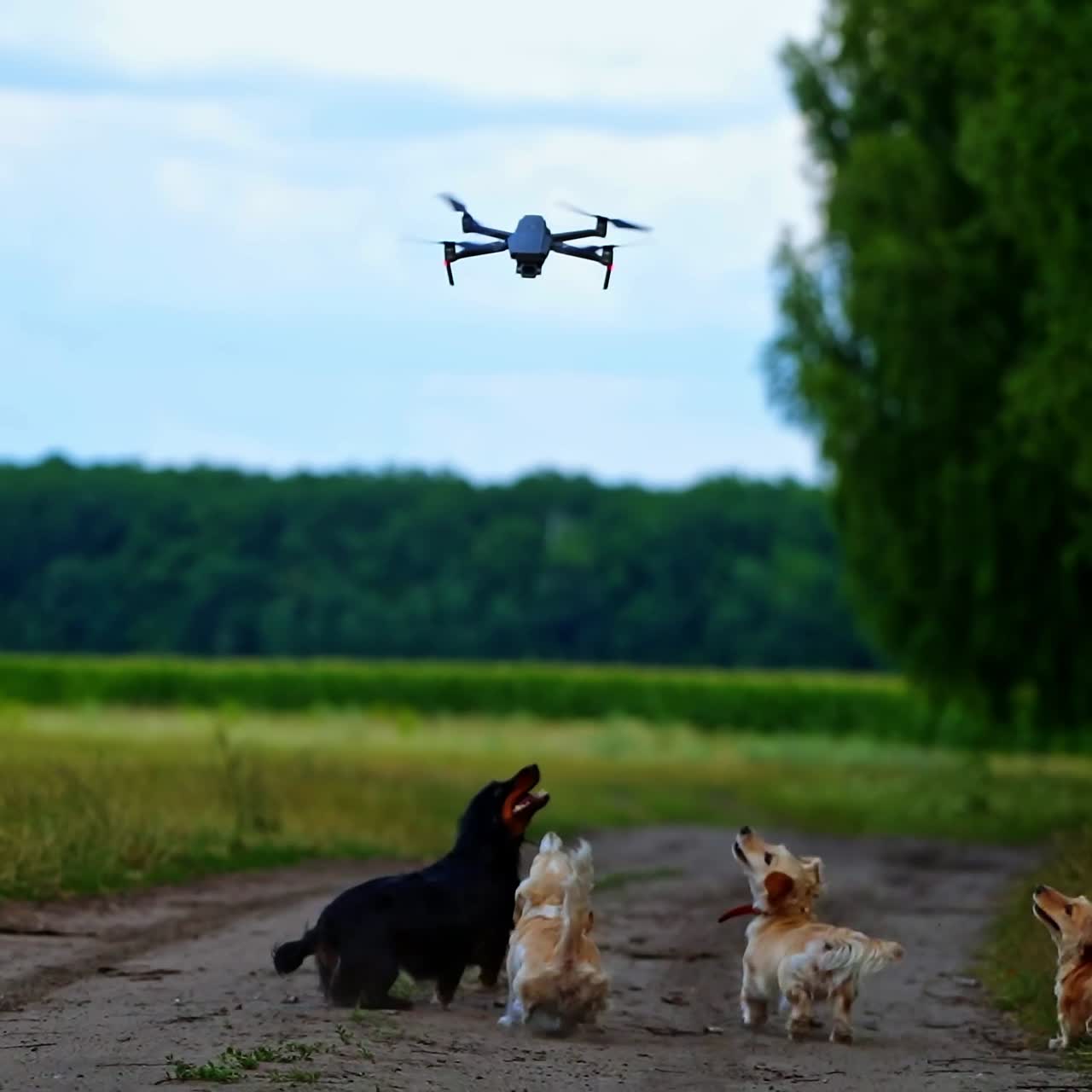 Dogs running and jumping