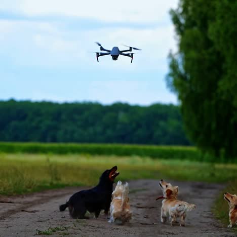 dogs running and jumping