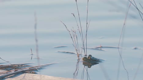 frog camouflages and hides self in reedy pond, close up shot