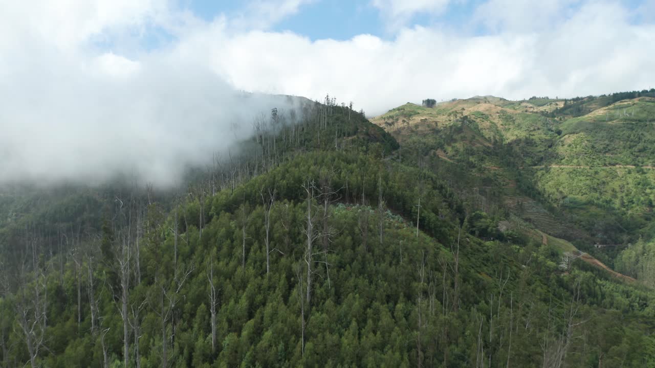exuberantes montañas verdes en madeira cubiertas de nubes bajas, antena