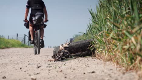 Bikepacking cyclist rides past black tire, fields of wheat on dusty gravel road