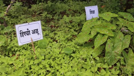 green colocasia esculenta and caladium bicolor plants in india