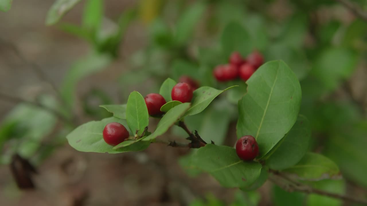 primer plano de bayas rojas en una planta de hojas verdes al aire libre