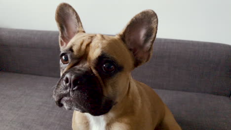 french bulldog face close-up