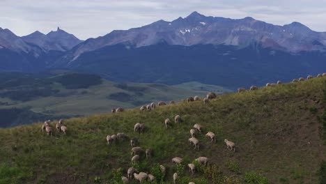 telluride colorado sheep herd farming ranchland parallax aerial drone summer last dollar road mount sneffels wilderness san juan rocky mountains range airport uncompahgre forest blue sky circle right