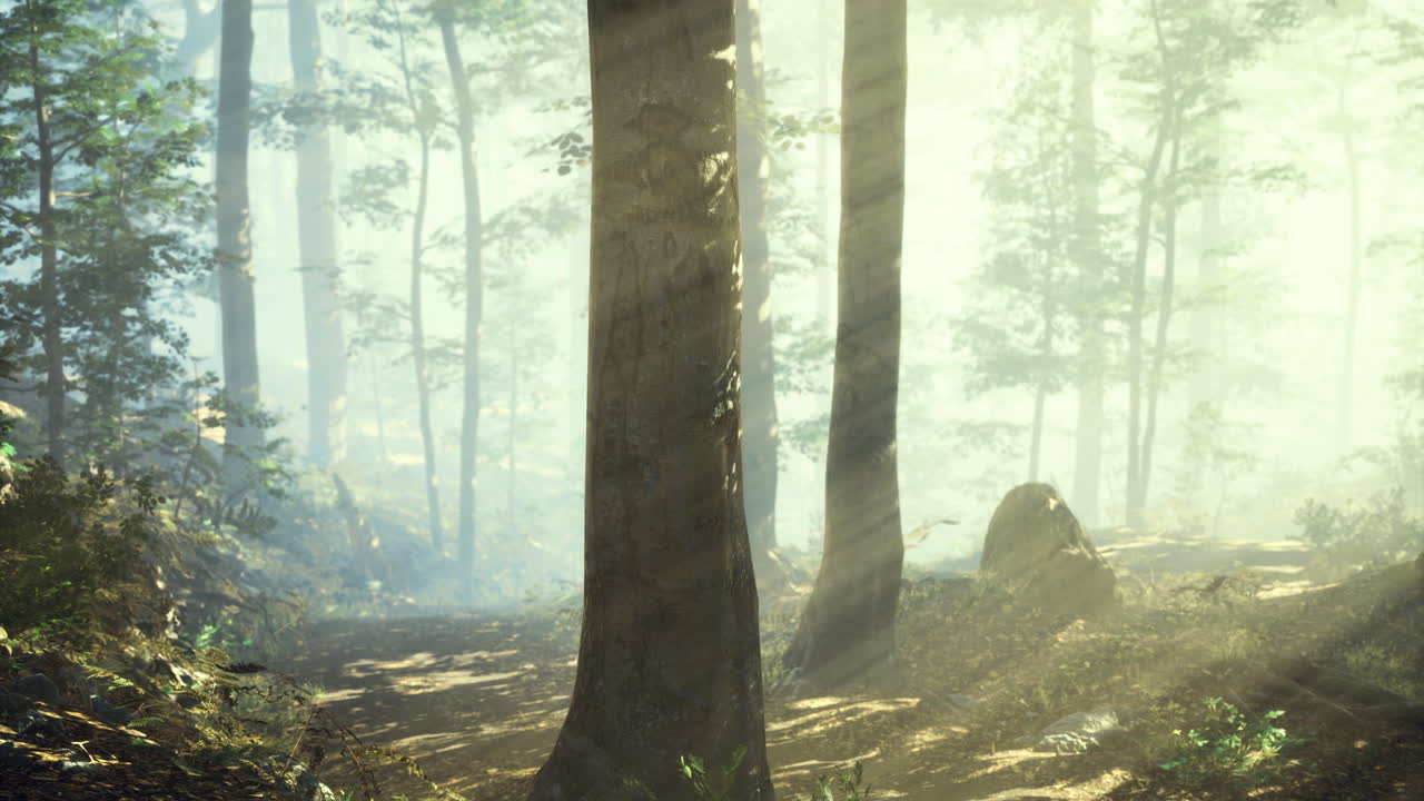 Light filtering through trees creates a mystical atmosphere in a forest