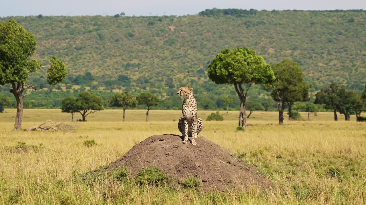 movimiento lento de guepardo en el montículo de termitas cazando y mirando a su alrededor en busca de presas en áfrica, vida silvestre africana animales de safari en masai mara, kenya en maasai mara norte, hermoso retrato de gran gato