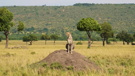 slow motion of cheetah on termite mound hunting and looking around for prey in africa, african wildlife safari animals in masai mara, kenya in maasai mara north, beautiful portrait of big cat