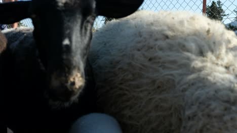 Grazing-sheep-in-the-field