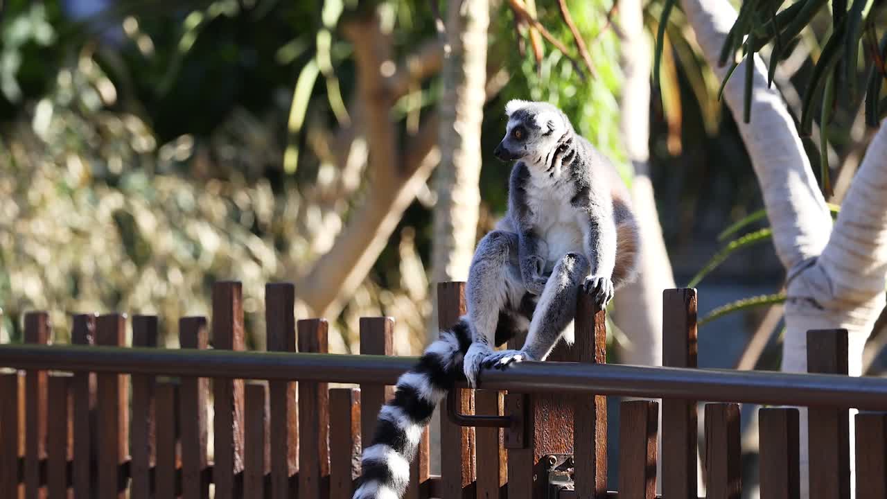 se observa un lémur sentado en una valla de madera