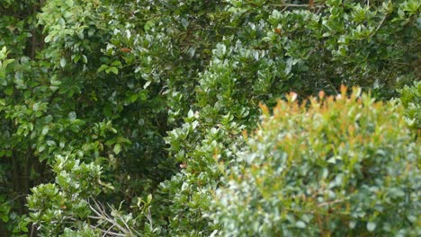 árboles-Verdes-Gruesos-Crecen-Mientras-El-Sol-Los-Cubre-De-Luz