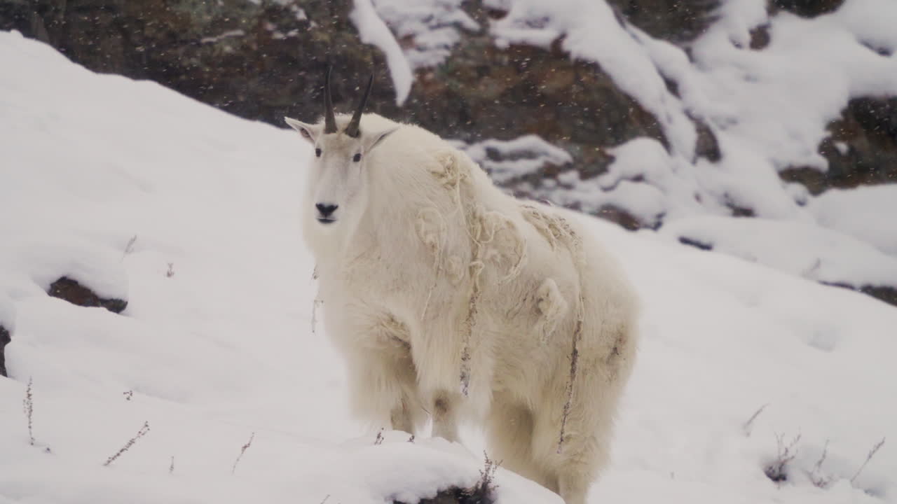 캐나다 의 유콘 의 눈 인 풍경 에 있는 산 염소 - 근접