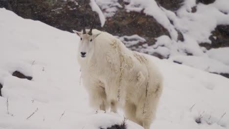 mountain goat in snow-covered landscape of yukon, canada - close up