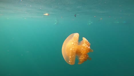 a beautiful jellyfish swimming in slow motion filmed from the side