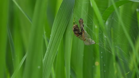 Palanca-De-Araña--Libélula---Hierba-De-Arroz-Verde