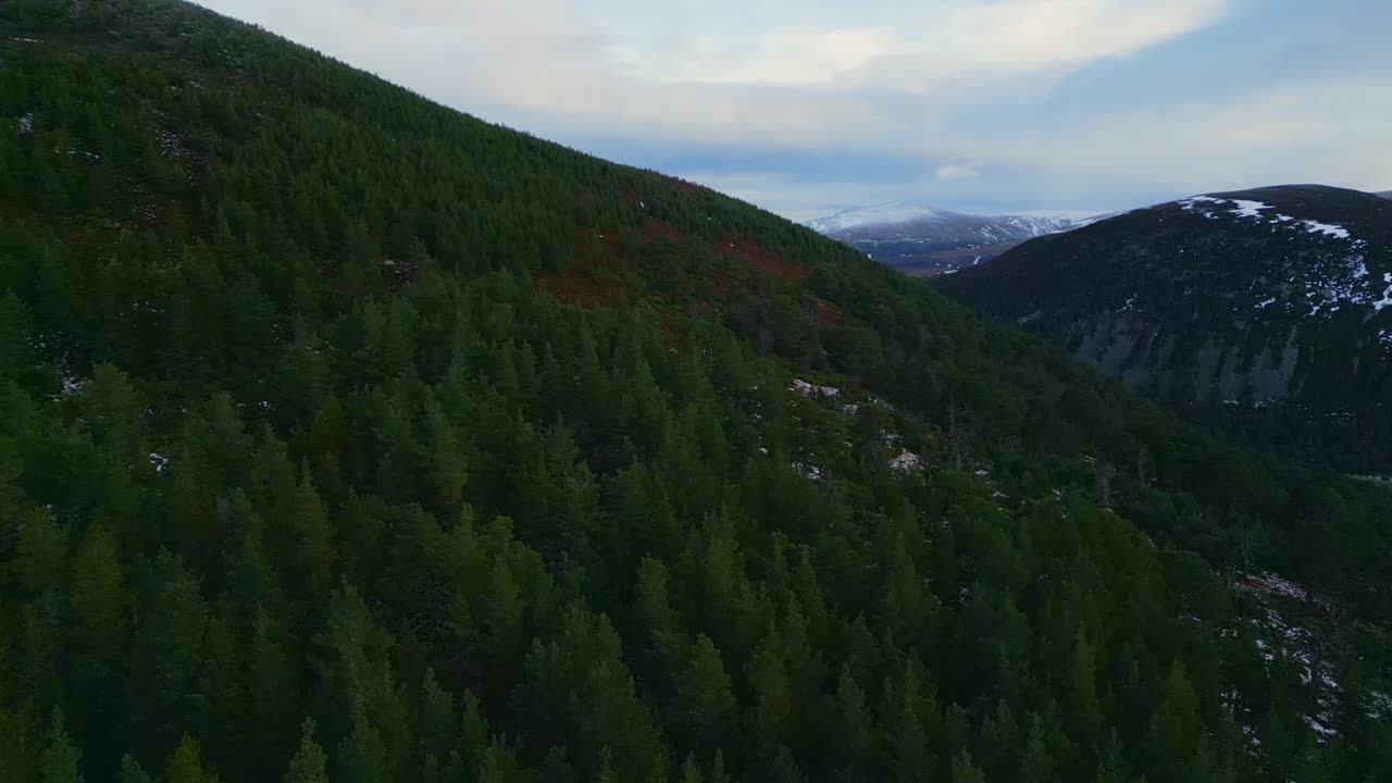 volando sobre el bosque de pinos montañosos hacia los picos nevados en el horizonte