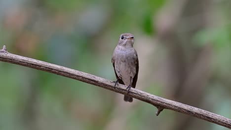 El-Papamoscas-Marrón-Asiático-Es-Un-Pequeño-Pájaro-Paseriforme-Que-Se-Reproduce-En-Japón,-Himalaya-Y-Siberia