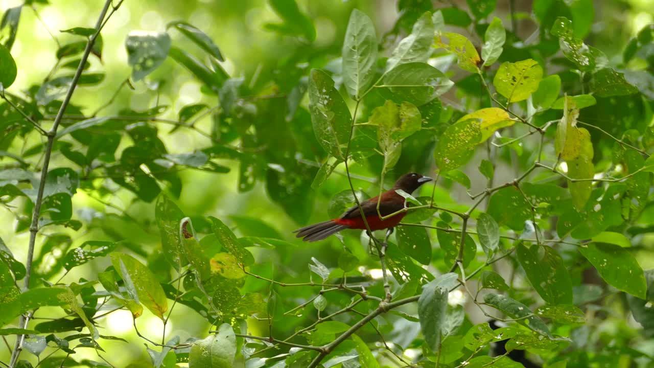aves exóticas, moviéndose de las ramas de los árboles, en un bosque tropical de panamá