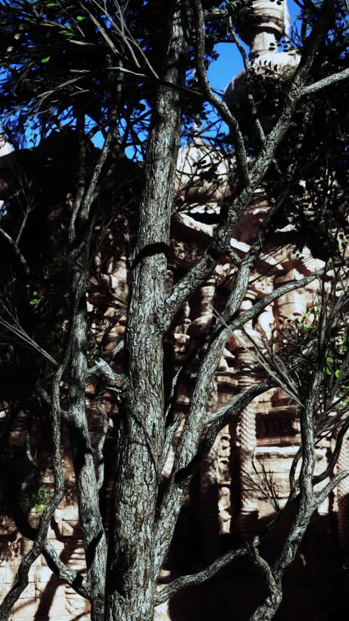 고대 유적과 나무