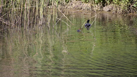 shot of a coot and newly-hatched baby coot at creswell crags, worksop