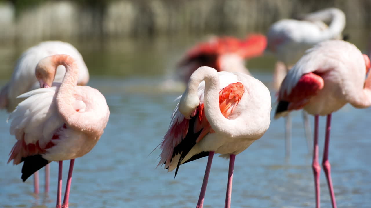 flamingos in shallow delta water in winter