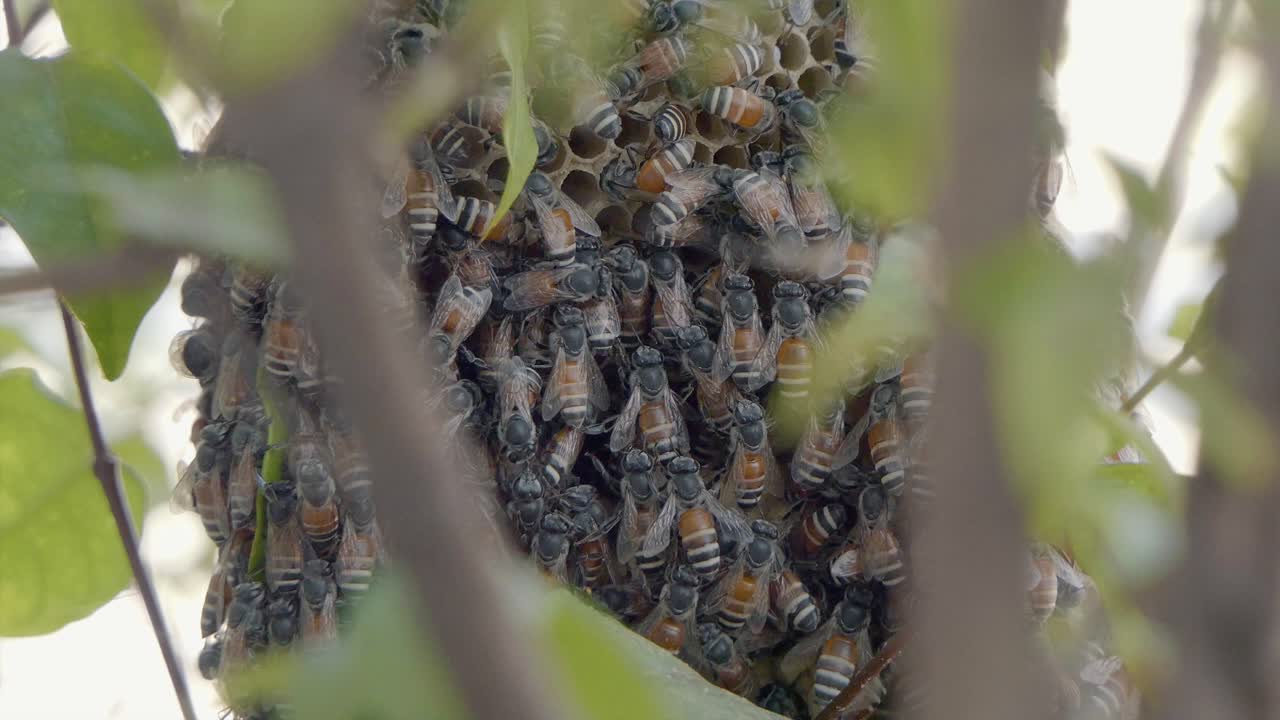 primer plano de una colonia de abejas pululando sobre una estructura de panal a través de las ramas