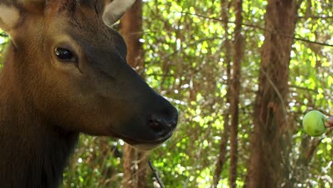 Emotional-Elk-eating-apple-from-man