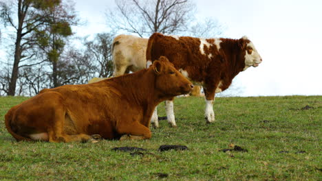 Grazing-cow-on-the-hill-during-sunny-autumn-day-close-up-view