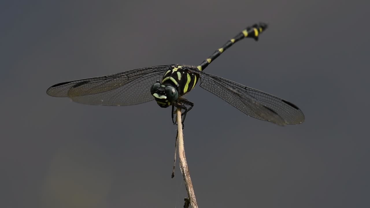 la libélula de cola de brida común se ve comúnmente en tailandia y asia