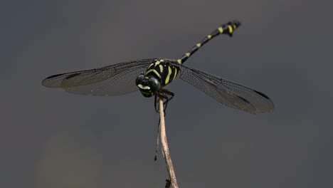 Die-Gemeine-Flanschschwanzlibelle-Kommt-Häufig-In-Thailand-Und-Asien-Vor