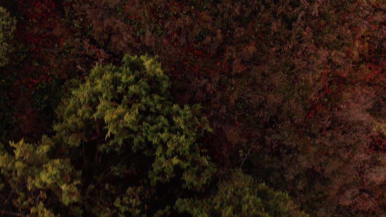 Hovering over a typical Dutch colourful moorland looking straight down showing juniper trees among the heather