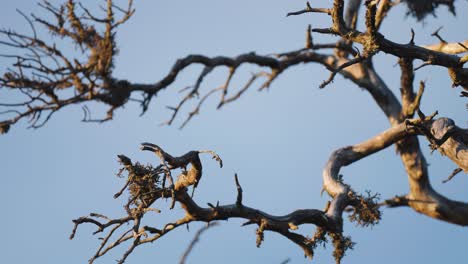 dry twisted branches of the dead tree against the blue cloudless sky