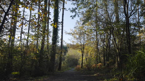 Going-down-path-through-forest-on-clear-sunny-day