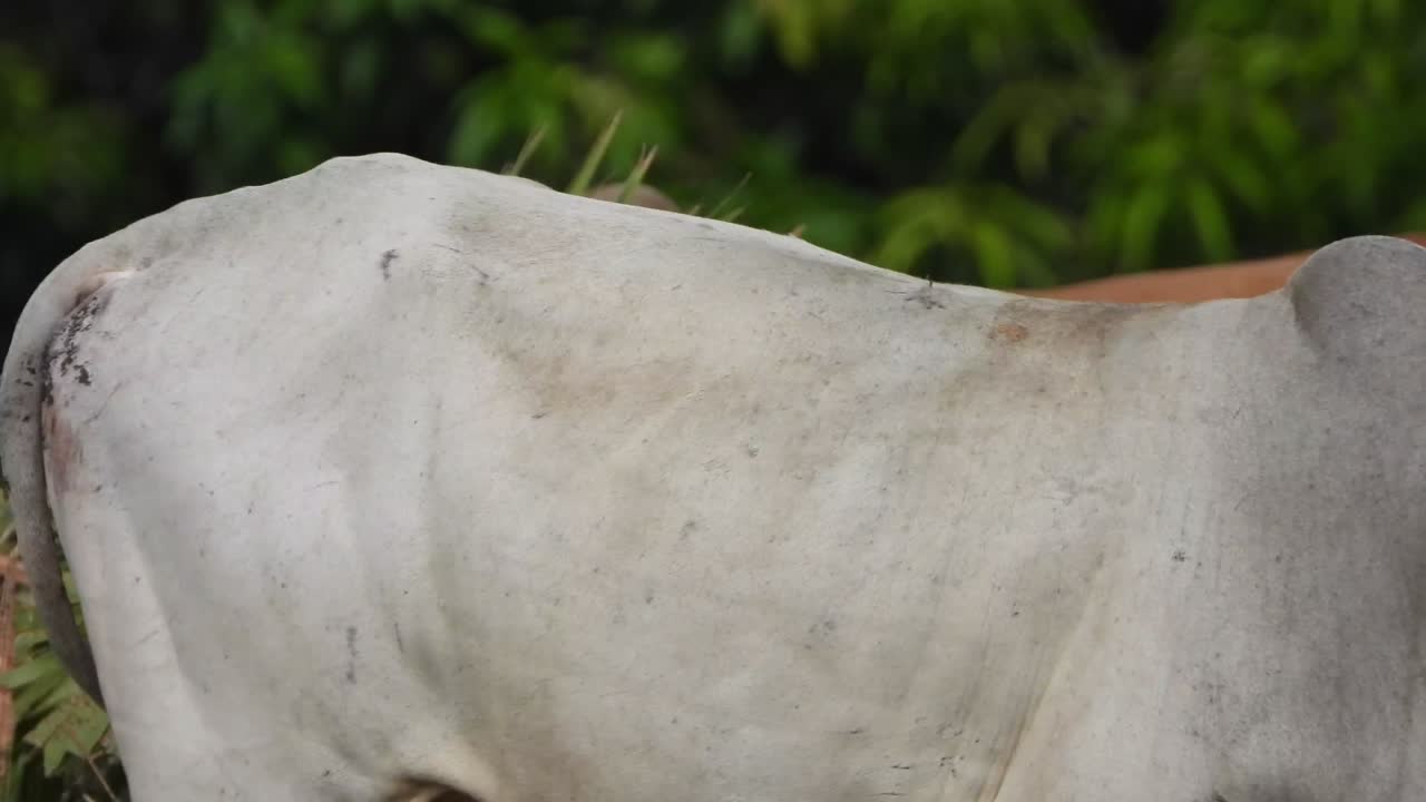 vaca de hierba - ojos blancos