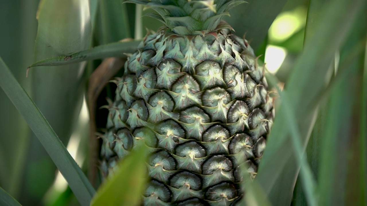 Young Pineapple Plant Shot on A6500 with Metabone Speedbooster and Canon 16-35 f2.8 Lens 29.97fps