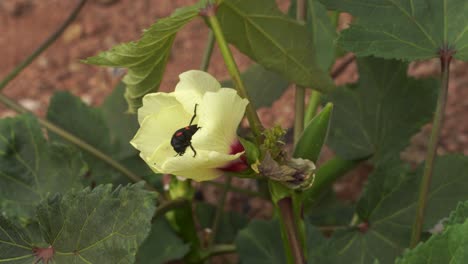 encontré hermosos insectos en los dedos de la dama de las plantas.