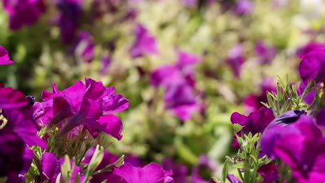bright purple flowers in focus, surrounded by lush green foliage under natural sunlight.