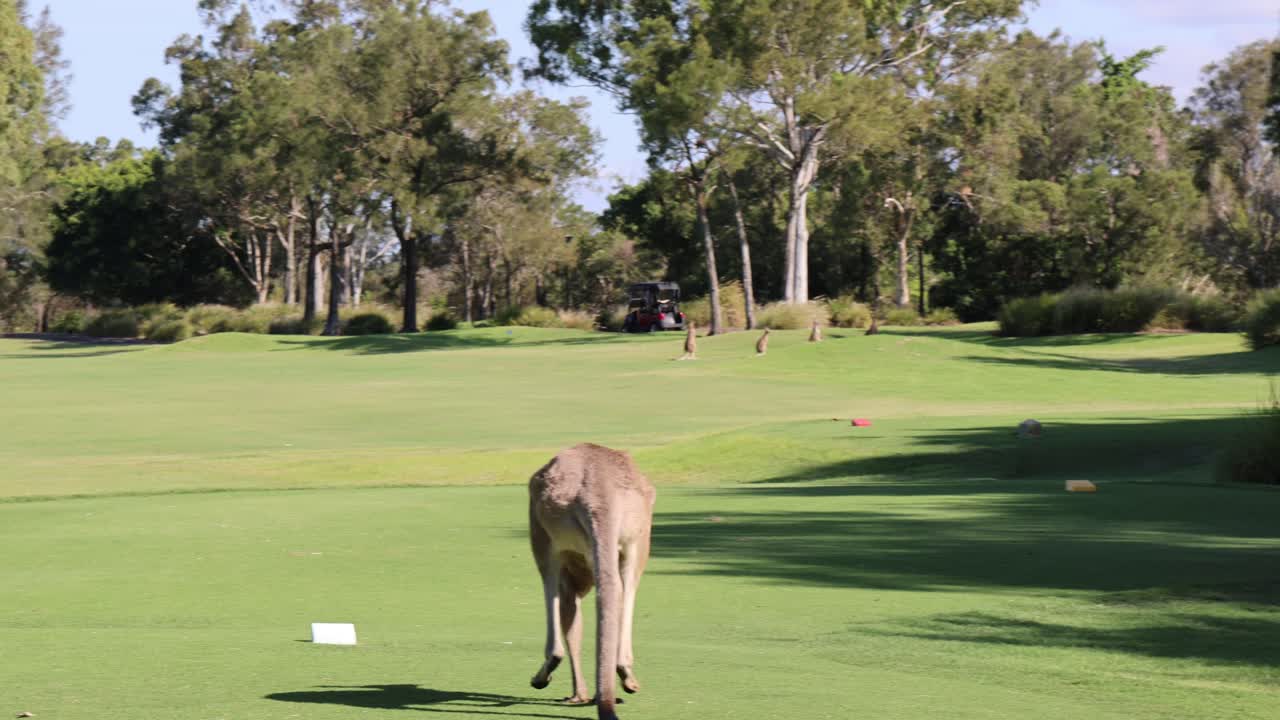 Kangaroo explores and hops around a serene golf course