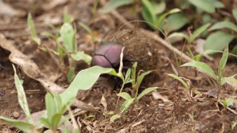 Macro-detail:-Dung-Beetle-rolls-ball-of-dung-on-soft-African-ground