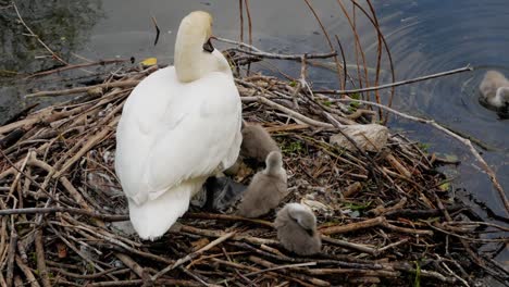 nesting white swan mother with young baby cygnets at side of lake