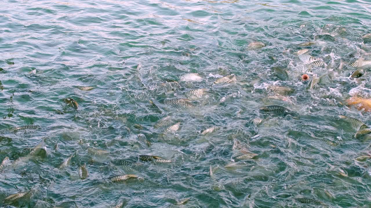 물고기들은 수영장 가장자리에서 입을 크게 벌리고 먹이를 구하러 옵니다.