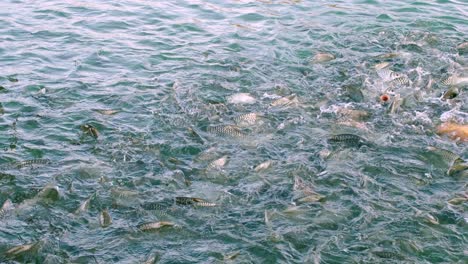 fishes come to ask for food with big open mouths at the edge of the pool