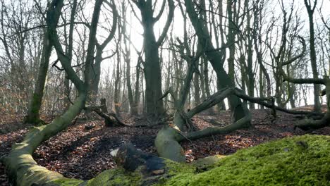 mossy woodland forest wilderness tree trunks, sunshine shining through trees dolly right