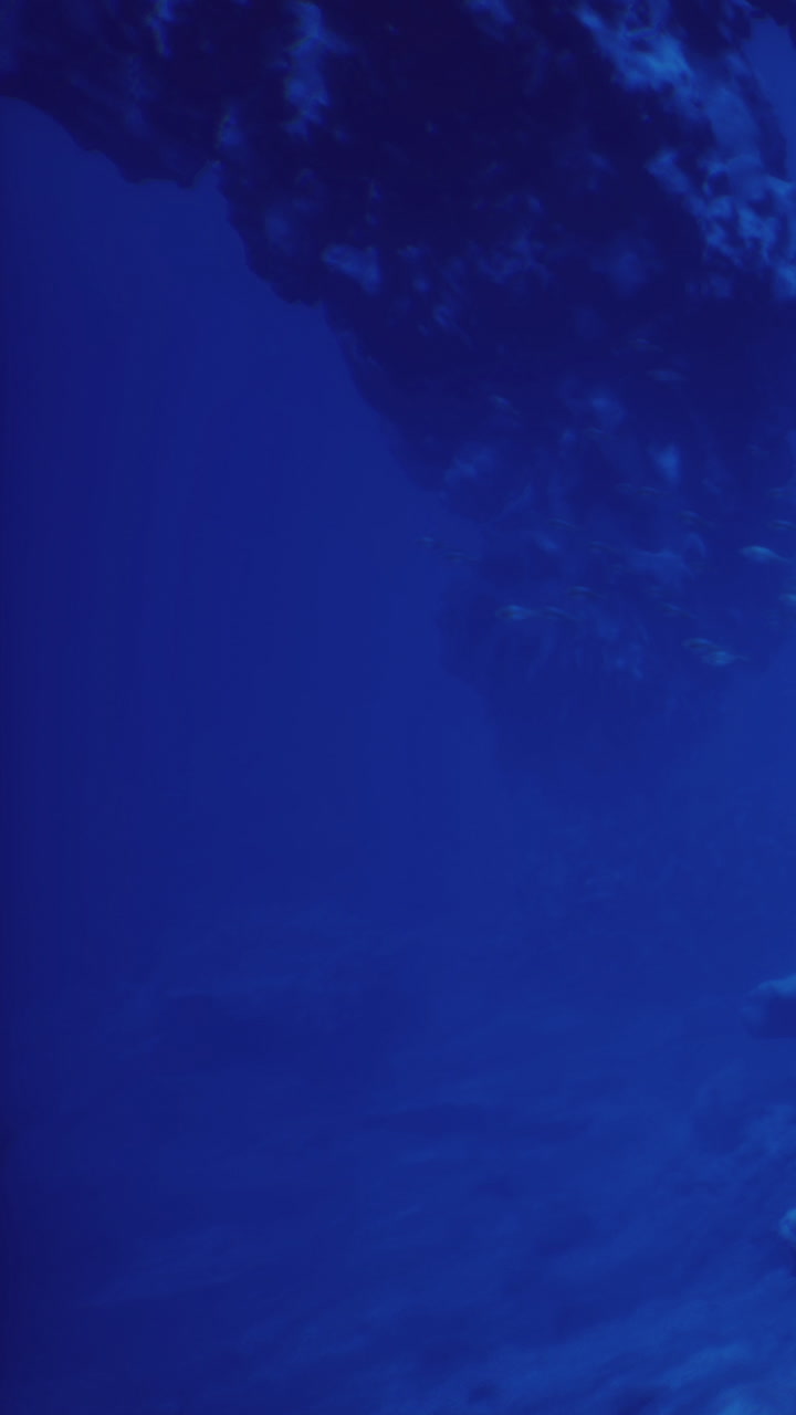 Dancing light beams reveal the secrets of an underwater world filled with coral