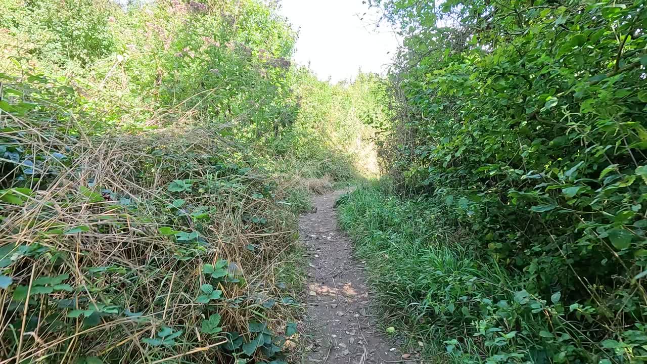 푸른 길 을 가로질러 조용 한 산책