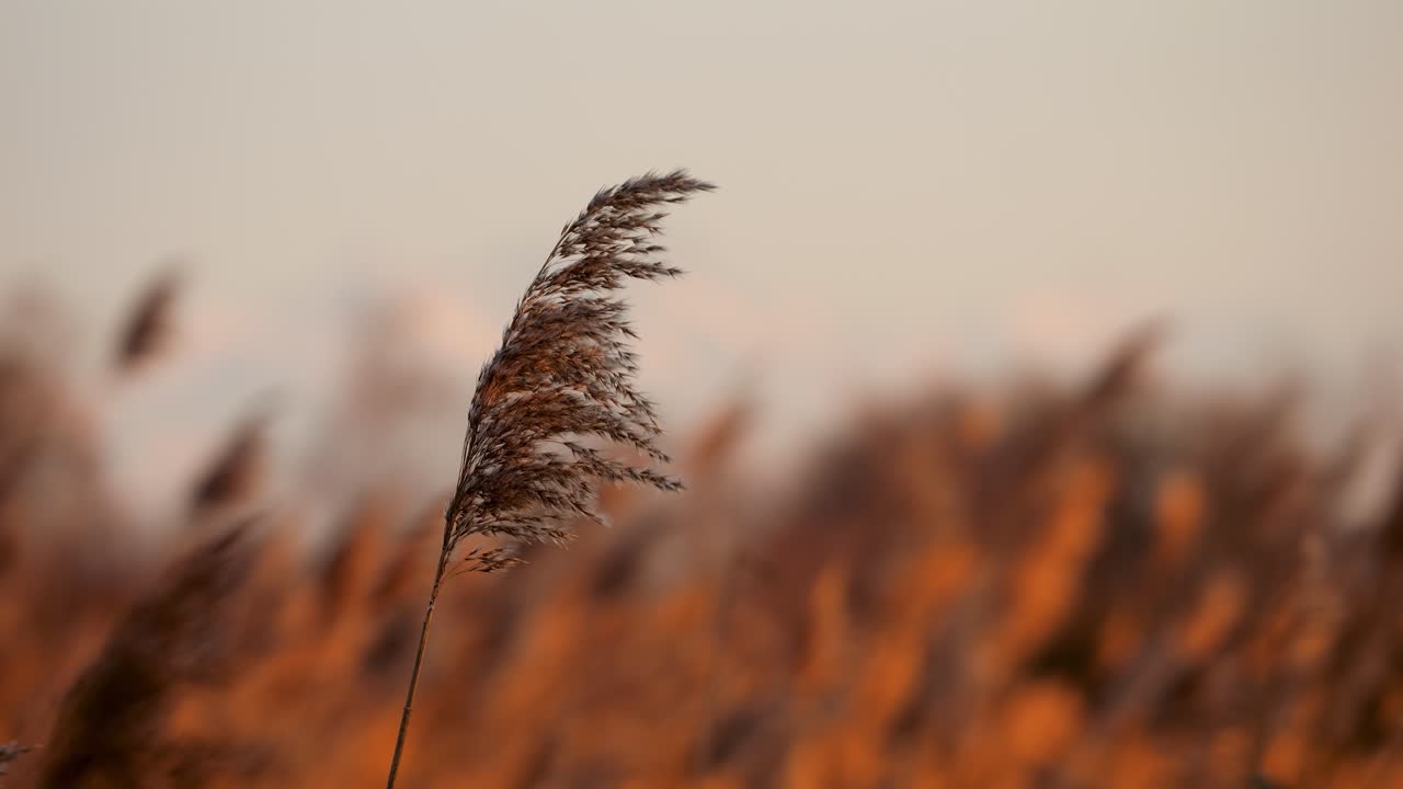 Slow motion of tall wheat grain grasses swaying in the wind at sunset, with warm golden tones